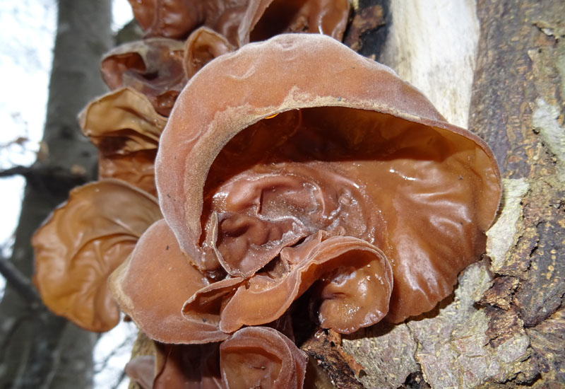 Auricularia auricula-judae